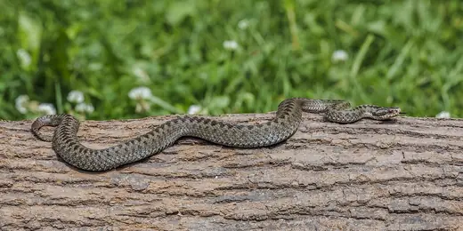 Adder, photo 1