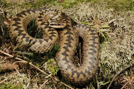 Adder, photo 2