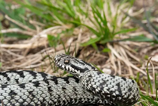 Adder, photo 3