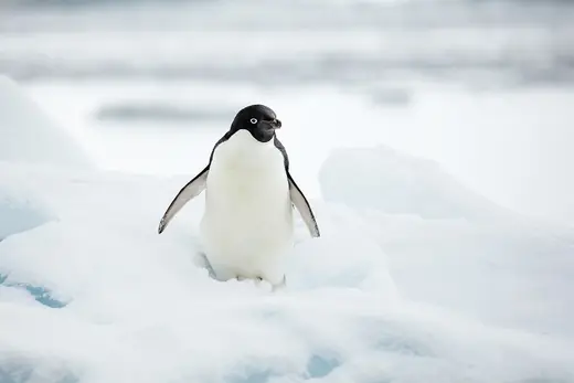 Adelie penguin, photo 1 of 3
