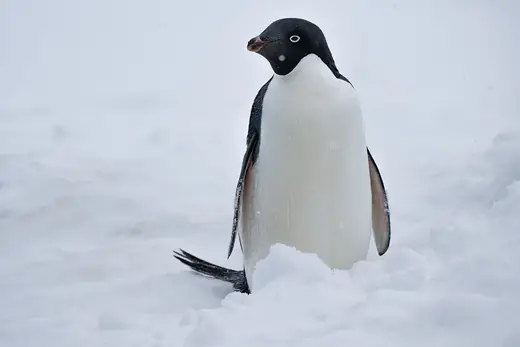 Adelie penguin, photo 2 of 3