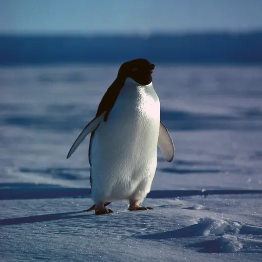 Adelie penguin, photo 3 of 3