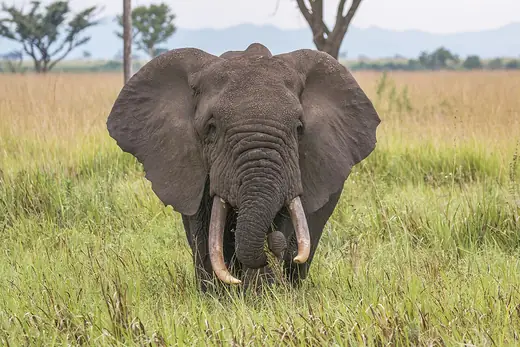 African savanna elephant, photo 1 of 3