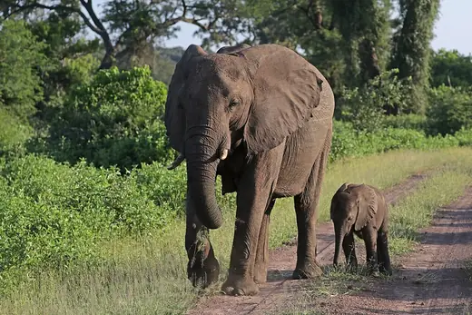 African savanna elephant, photo 2 of 3