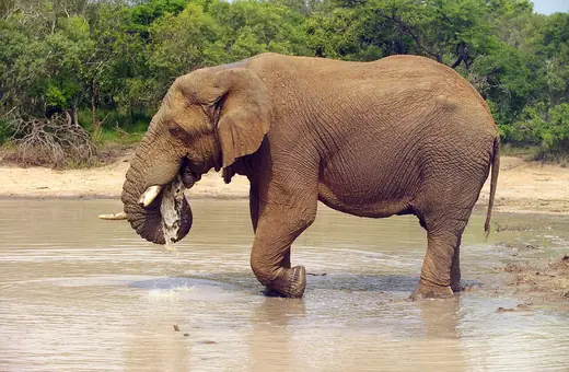 African savanna elephant, photo 3 of 3
