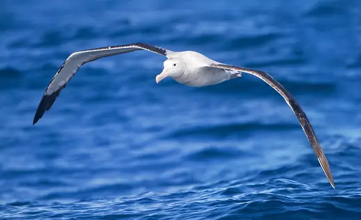 Wandering albatross, photo 1 of 3