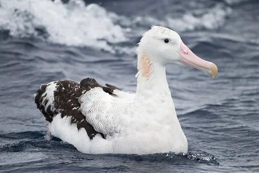 Wandering albatross, photo 2 of 3