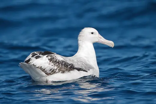 Wandering albatross, photo 3 of 3