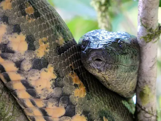 Green anaconda, photo 1 of 3