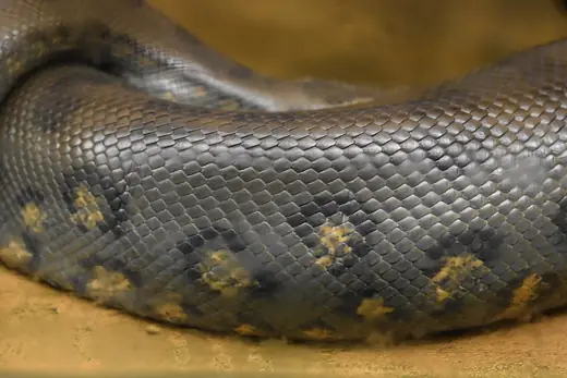 Green anaconda, photo 2 of 3