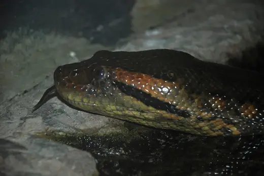 Green anaconda, photo 3 of 3
