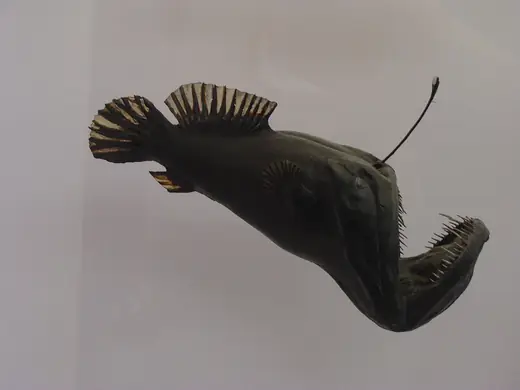 Deep-sea anglerfish, photo 1 of 3