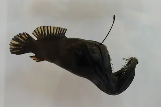 Deep-sea anglerfish, photo 2 of 3