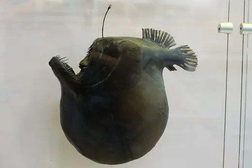 Deep-sea anglerfish, photo 3 of 3