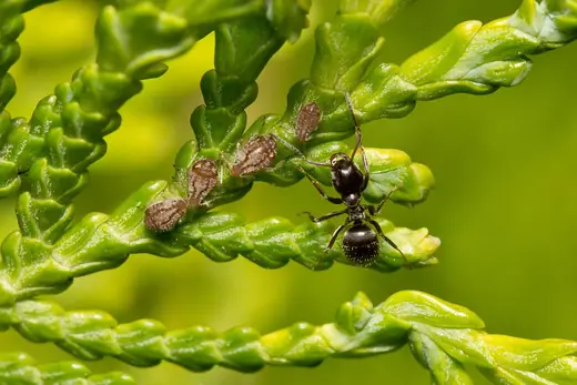 Black garden ant, photo 1 of 3