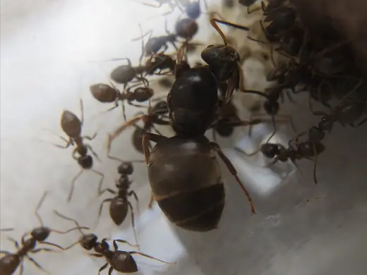 Black garden ant, photo 2 of 3