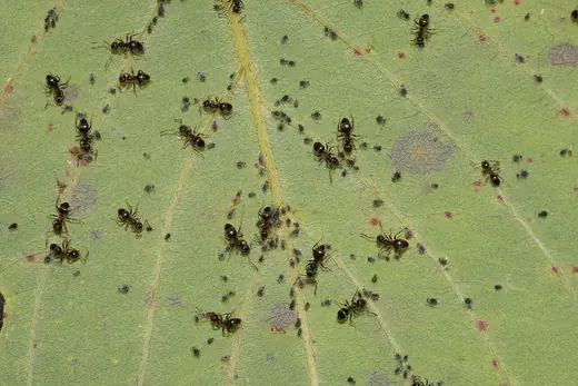 Black garden ant, photo 3 of 3