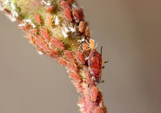Rose aphid, photo 2 of 3