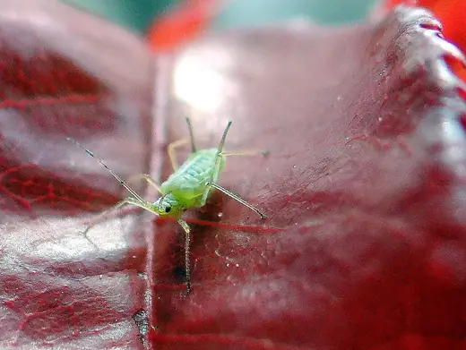 Rose aphid, photo 3 of 3