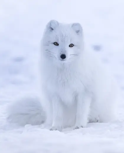 Arctic fox, photo 1 of 3