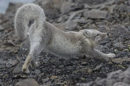 Arctic fox, photo 2 of 3
