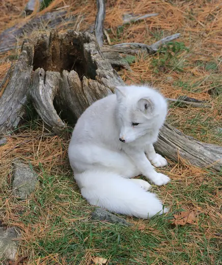 Arctic fox, photo 3 of 3