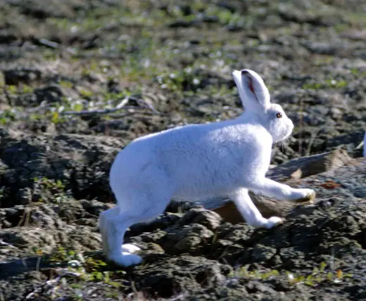 Arctic hare, photo 1 of 3