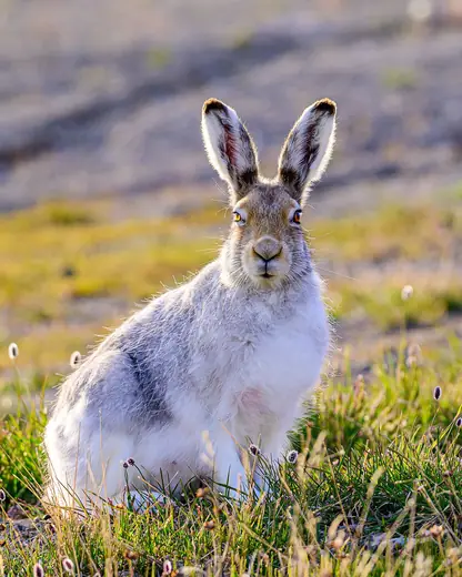 Arctic hare, photo 2 of 3