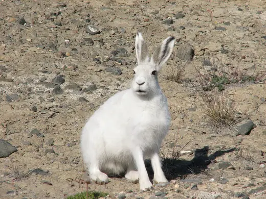 Arctic hare, photo 3 of 3