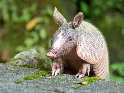Nine-banded armadillo, photo 1 of 3