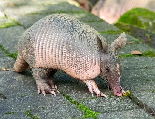Nine-banded armadillo, photo 2 of 3