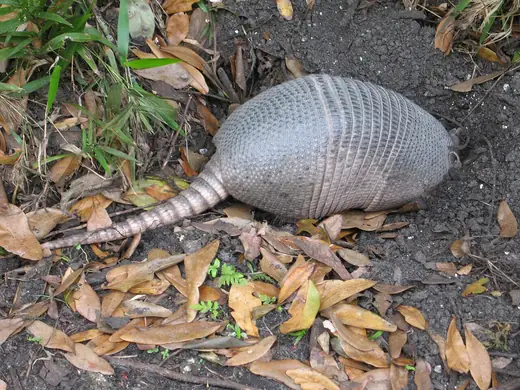 Nine-banded armadillo, photo 3 of 3