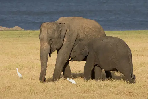 Asian elephant, photo 1 of 3