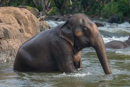 Asian elephant, photo 2 of 3