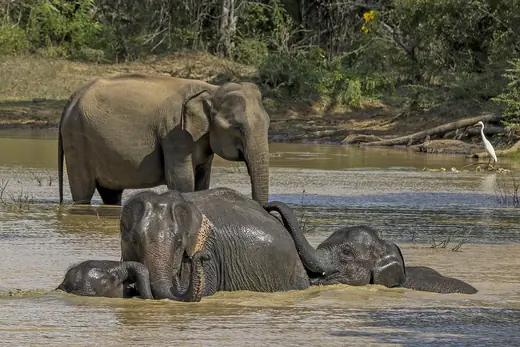 Asian elephant, photo 3 of 3