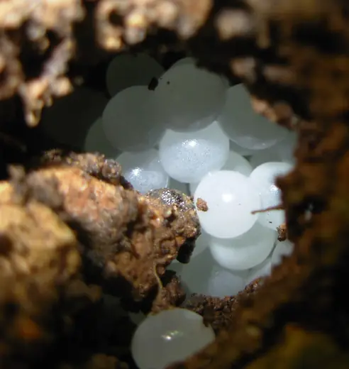 Garden snail hatchling, photo 1 of 3