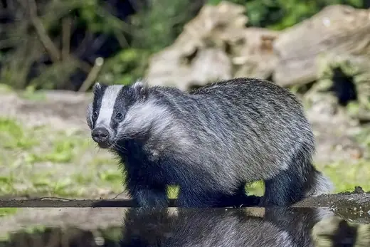 Badger, photo 1 of 3