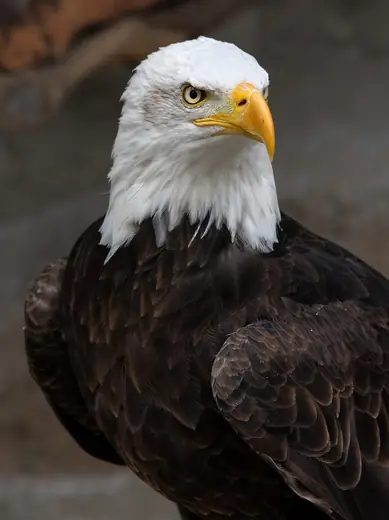 Bald eagle, photo 1 of 3