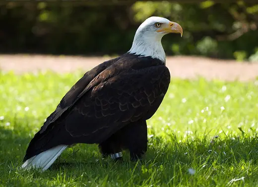 Bald eagle, photo 2 of 3