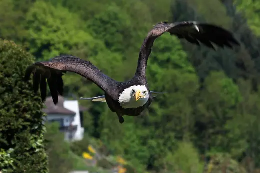 Bald eagle, photo 3 of 3
