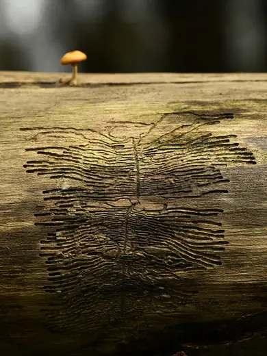 Ash bark beetle, photo 1 of 3