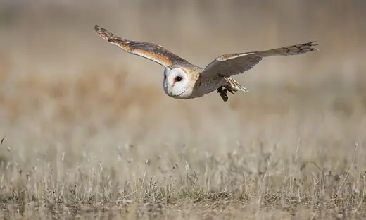 Barn owl, photo 1 of 3