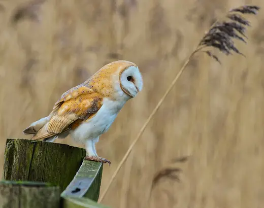 Barn owl, photo 2 of 3