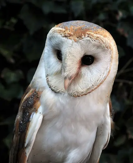 Barn owl, photo 3 of 3