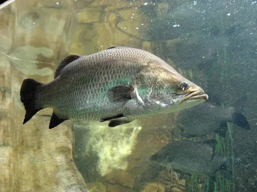 Barramundi, photo 1 of 3
