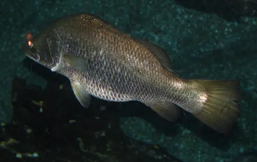 Barramundi, photo 2 of 3