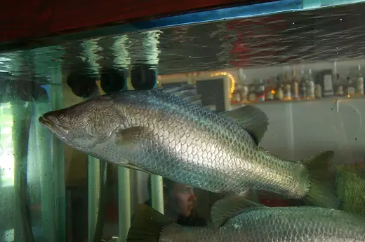 Barramundi, photo 3 of 3