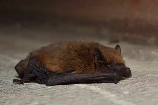 Common pipistrelle, photo 1 of 3