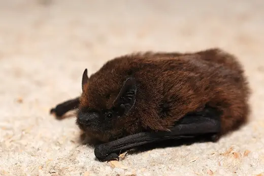 Common pipistrelle, photo 2 of 3