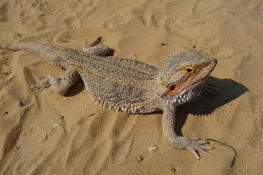 Central bearded dragon, photo 1